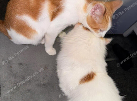 Gorgeous girl cat