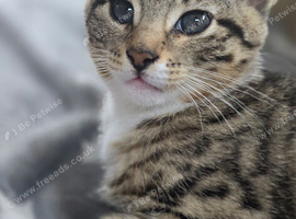 Half bengal female kitten