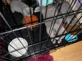 Beautiful British blue kitten for sale