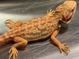 ABSOLUTELY STUNNING BEARDED DRAGONS READY NOW!