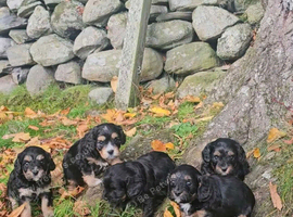 Beautiful Minature cavapoo puppies fully health tested