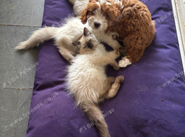 Purebred Male Ragdolls! Ready Now!