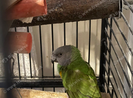 4 year old Ricco