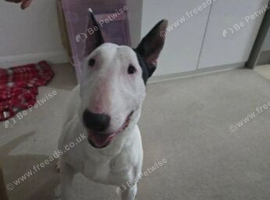 Urgent re-home needed