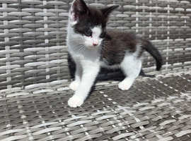 2 female kittens