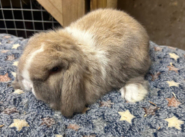 Mini lops