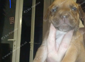 Staff x Belgium Malinois puppies