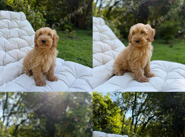 F2b cockapoo puppies