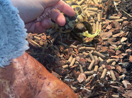 Beautiful girl tortoise