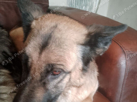 Adult German shepherd