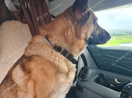 To rehome
