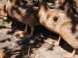 Khaki Campbell Ducks