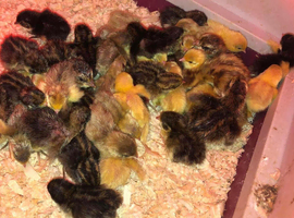 CHINESE PAINTED BUTTON QUAIL CHICKS !
