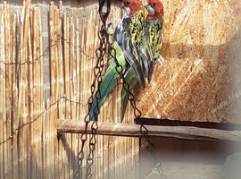 Pair rosellas &pound;230