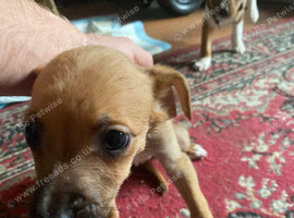 Mixed breed puppies for sale