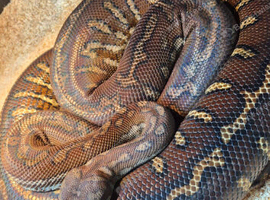 Bredli Pythons male and female