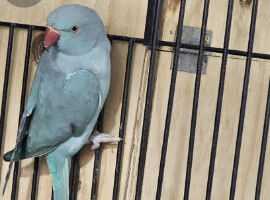 Blue ringneck