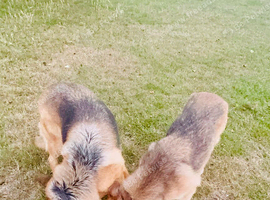 German Shepherd &ndash; Strong, Confident Working Dog