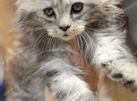 Gorgeous Maine Coon Kittens with cosy fur
