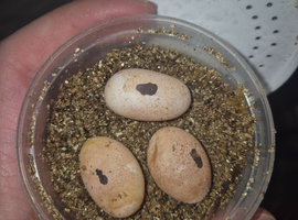 Bearded Dragon Fertile eggs