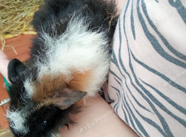 Baby male guinea pigs