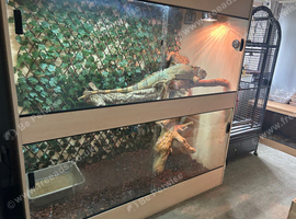 Male green iguana