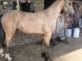 Buckskin Reg Welsh D