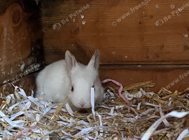 Beautiful lil bunnies