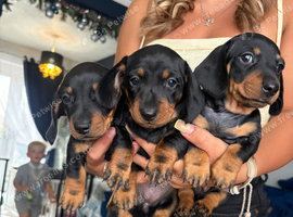 3 female mini dachshund puppies