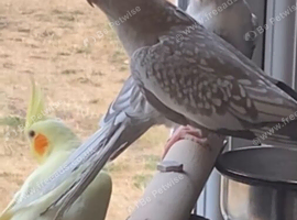 3 female cockatiels for sale