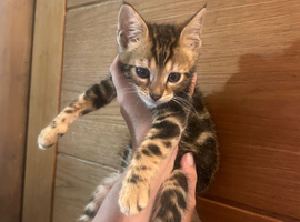 1 Male kitten remaining, half Bengal