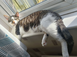 Cat for adoption