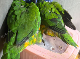 Hand-Reared Rainbow Lorikeet