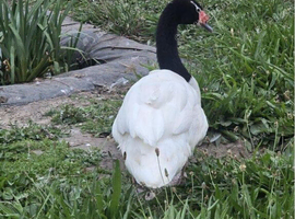 Black Neck Swan Male Available!