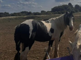 Noah the Cob