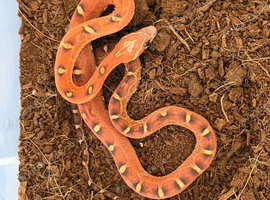 Amel scaleless corn snake