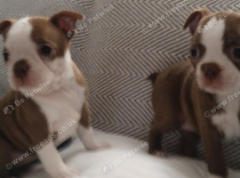 Gorgeous KC reg Boston terrier pups