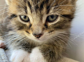 Kittens available now