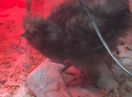 Silkie chicken male