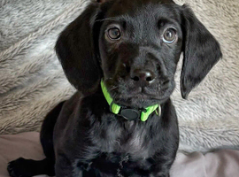 Cockerdor. Cockador. Labrador x Cocker spaniel. Puppies