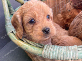 F1 B cavapoo puppies