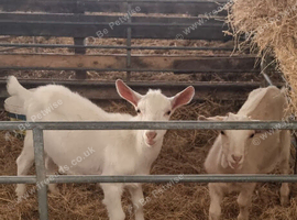2x saanen x kids