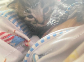 Tabby kittens