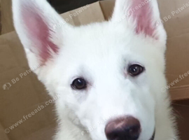 12 Week old female White Husky Pups. Can be walked this Friday!
