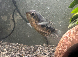 Tropical fish
