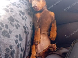 Brown boy dachshund