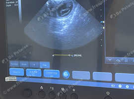 Canine ultrasound scanning