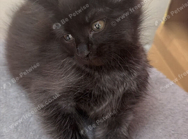 Ragdoll cross kittens