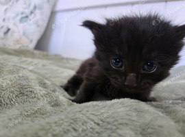 3 beautiful kittens