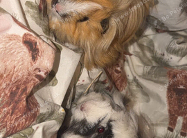 Stunning Peru boars